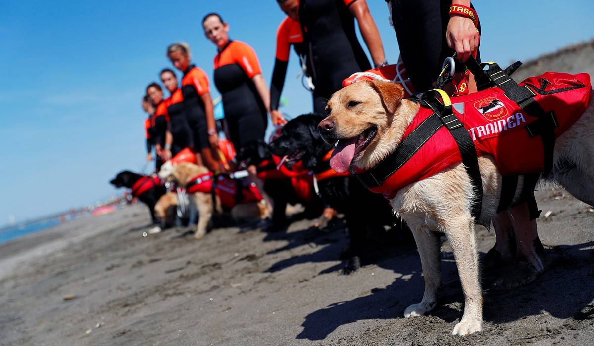 На службе, и в горах, и на воде — лучшие породы собак спасателей