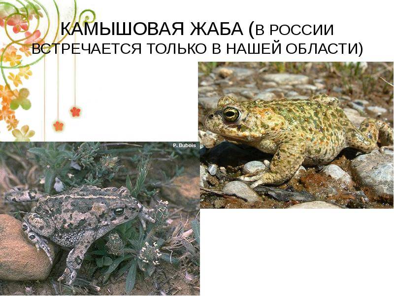 Земляная жаба. описание. чем питается и где обитает