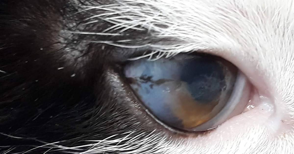 Гнойные выделения у кошки из носа – причины и лечение