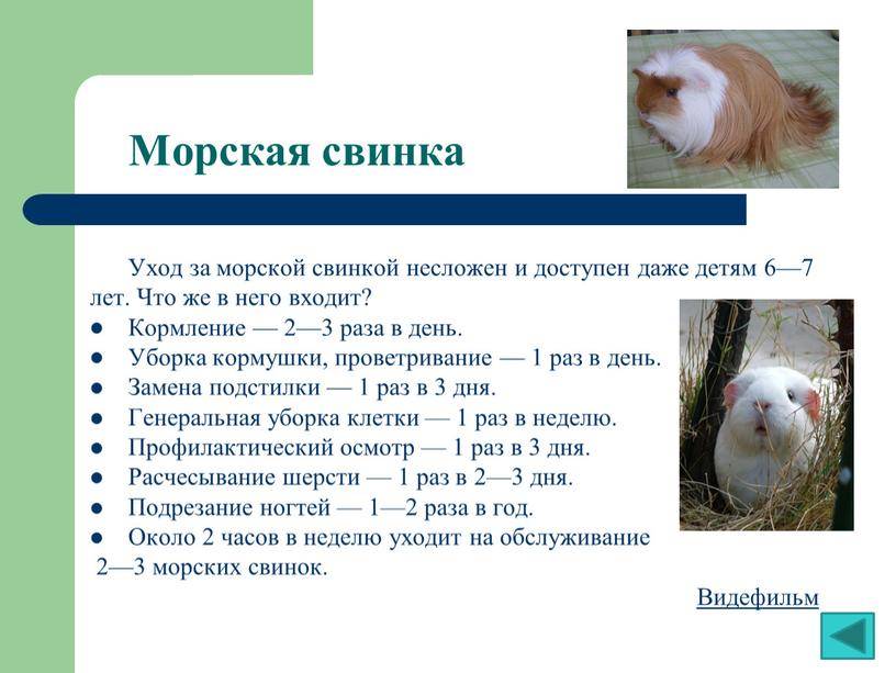 ᐉ какие крупы можно давать морским свинкам - zoopalitra-spb.ru