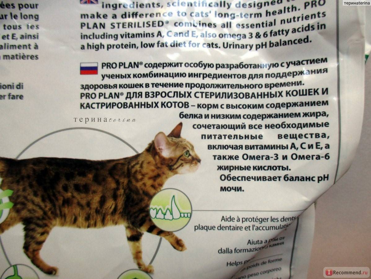 Чем кормить в домашних условиях кастрированного кота или стерилизованную кошку: советы ветеринаров