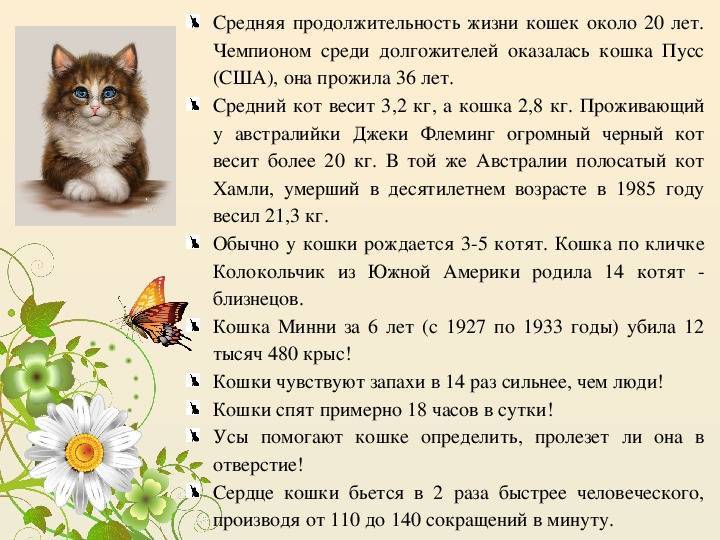 Как долго живут кошки? все, что вам нужно знать!