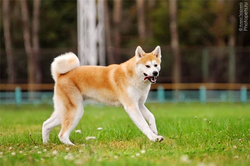 Порода собак акита-ину: описание и уход за животным