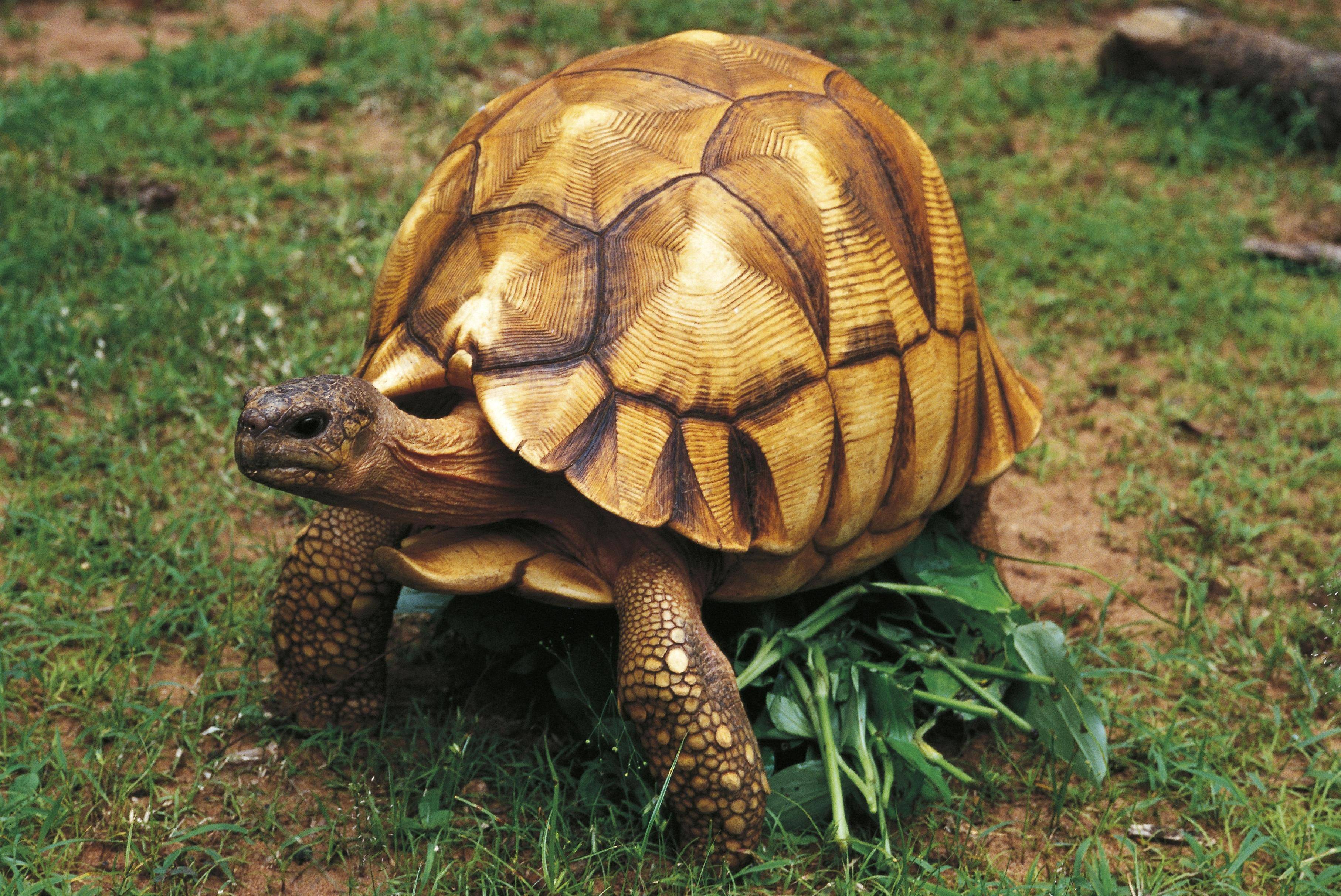 Самые необычные и красивые черепахи со всего мира
