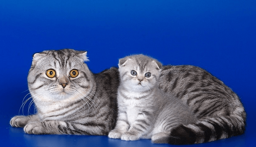 Шотландская вислоухая кошка: стандарт породы, характер, особенности содержания