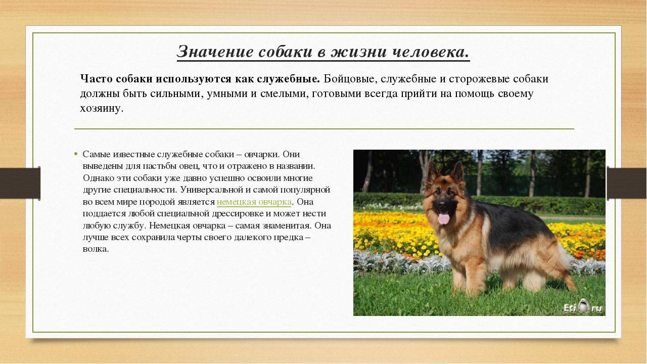 Как по-джентльменски выбрать щенка мопса - oozoo.ru