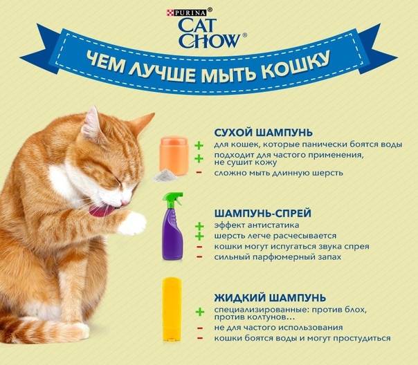 Питание котят: каким рационом лучше кормить котёнка, советы по кормлению, обзор готовых рационов