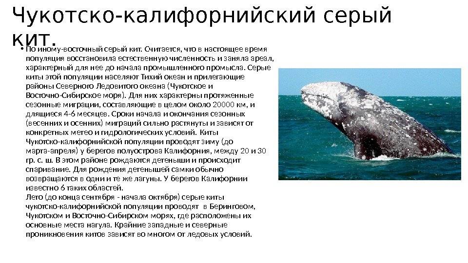 Северный гладкий кит | мир животных и растений