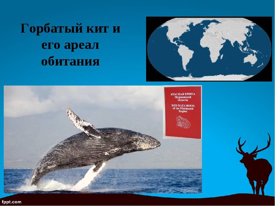 Серый кит в красной книге россии - сколько весит