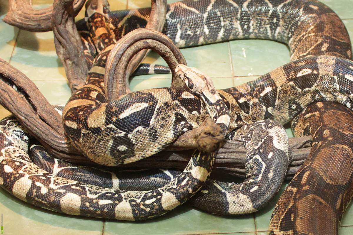 Змеи как домашние животные - характер, содержание и питание