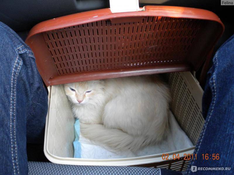 Перевозка кошки в самолёте: как правильно транспортировать питомца