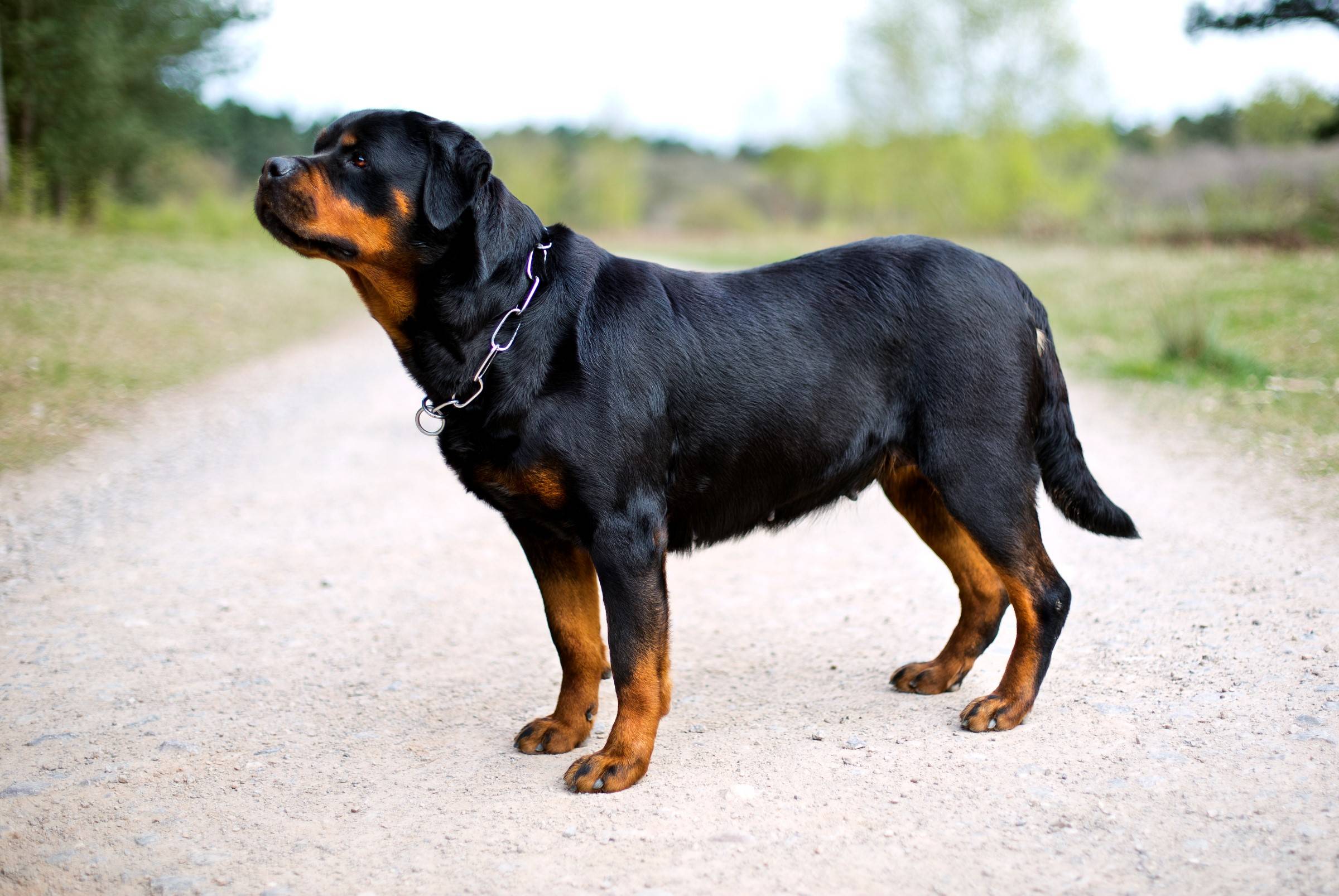 Порода ротвейлер — стандарты породы, описание характера собак и особенностей ухода