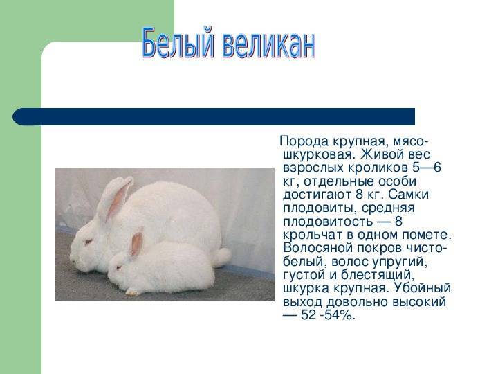 Кролик великан — основные породы, разведение, выращивание, кормление, клетки