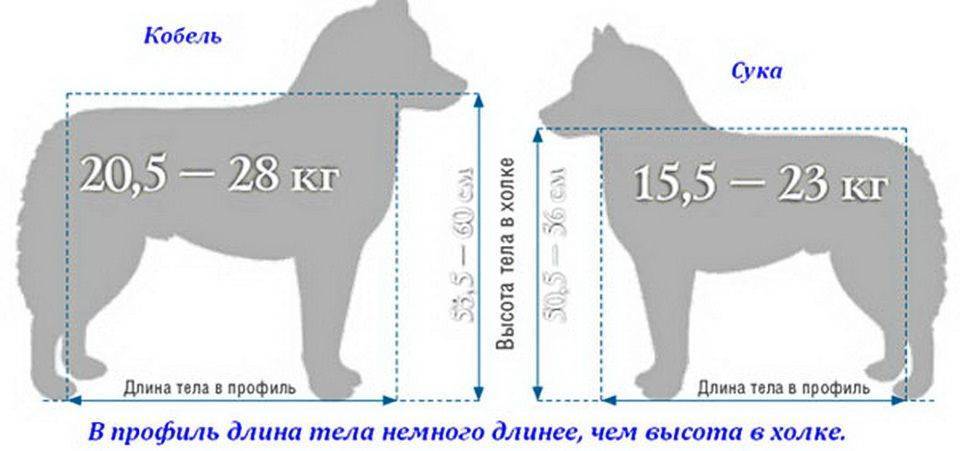 Вес и рост алабая по месяцам