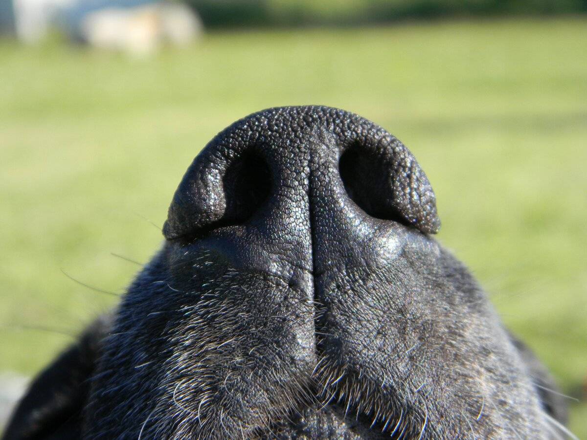 У собаки теплый нос — а также сухой или влажный