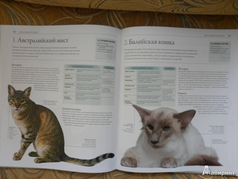 Австралийский мист - дымчатая порода кошек, фото, стандарты, окрасы