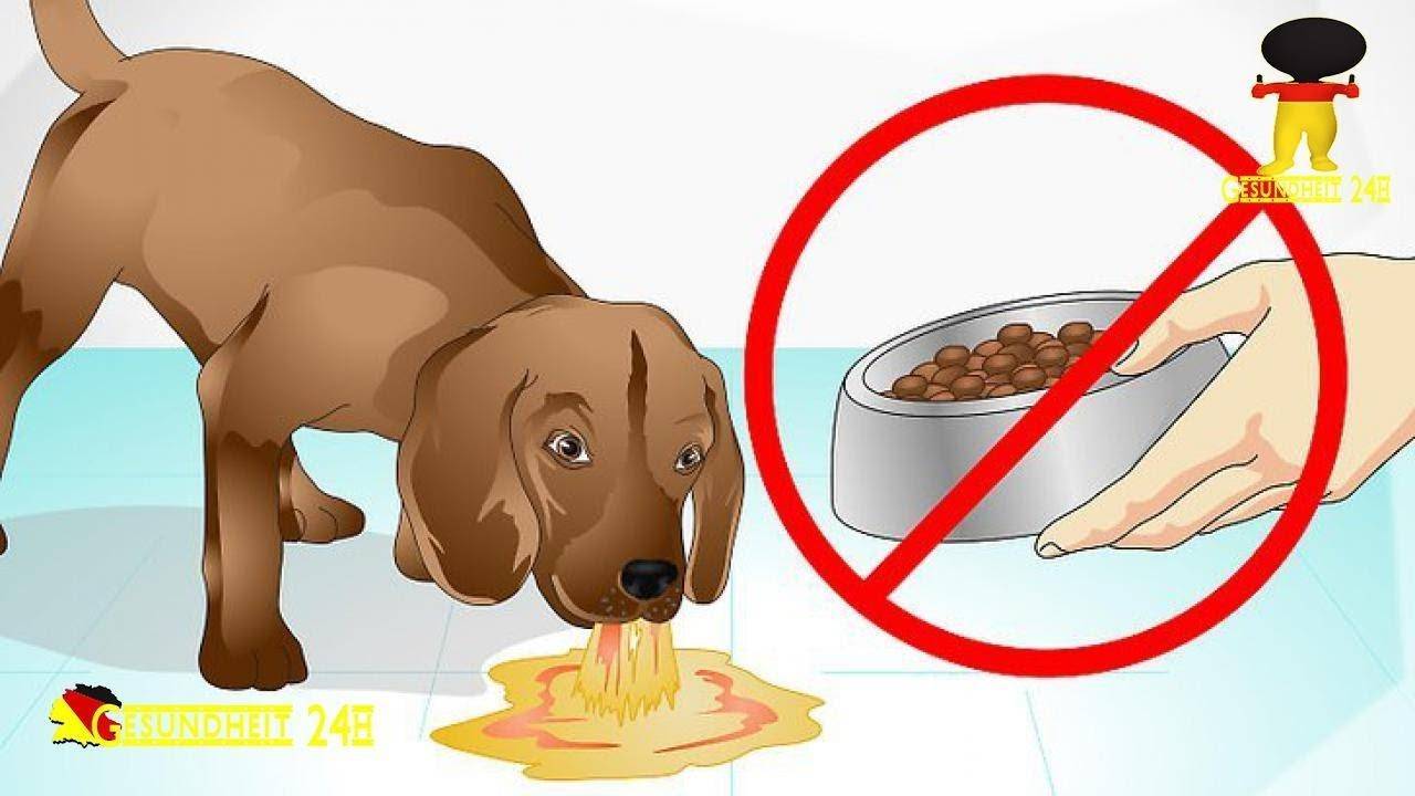 Почему собака не ест │не ест корм │ почему собака не хочет есть