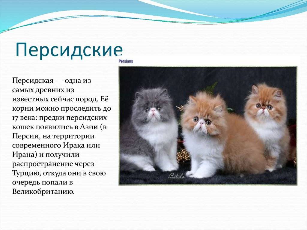 Сколько живут персидские кошки в домашних условиях: описание и характер породы | medeponim.ru