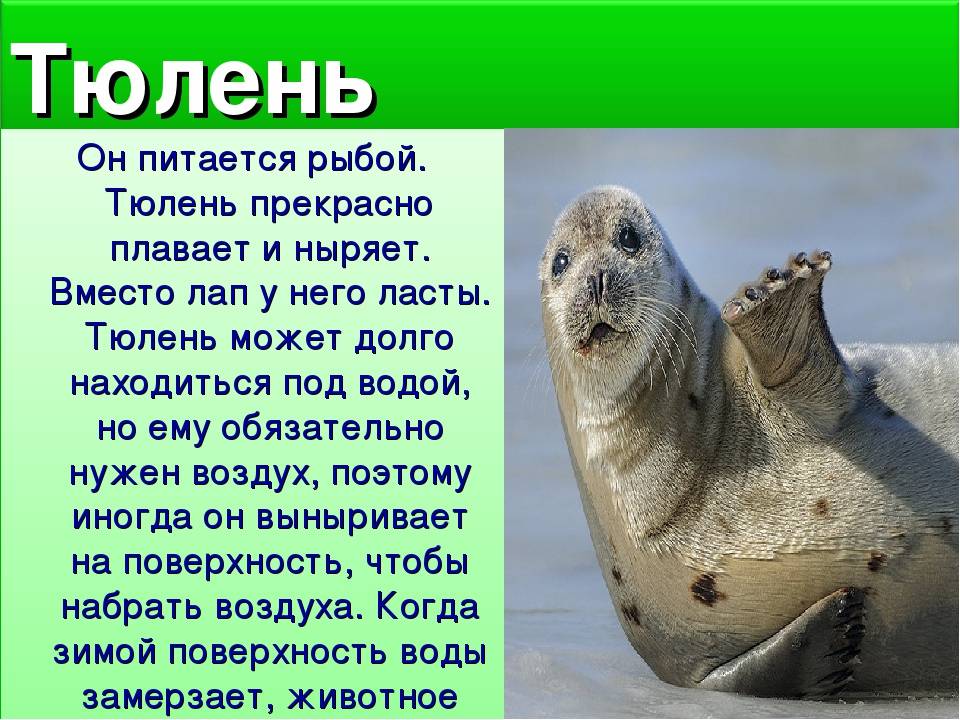 Почему тюлени могут долго находиться под водой?