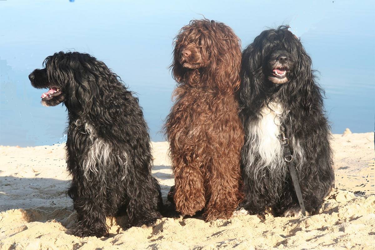 Португальская водяная собака: стандарт породы, особенности ухода и содержания (+ фото) | ваши питомцы