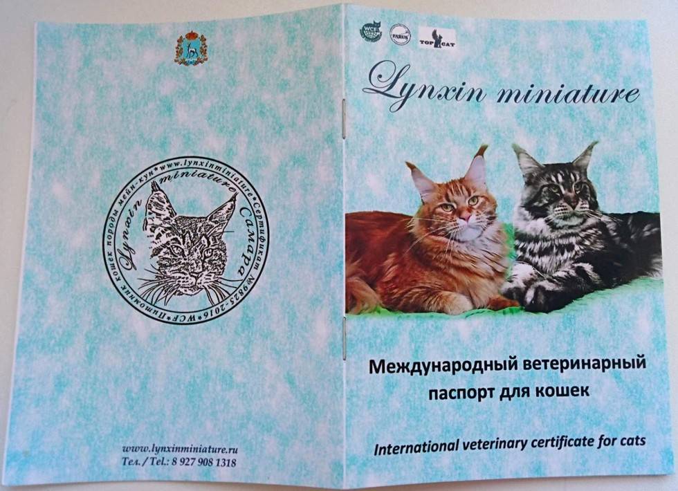 Ветеринарный паспорт для кошки: как получить и на что обратить внимание при оформлении ветпаспорта