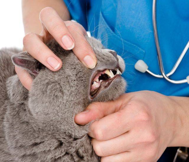 Стоматит у котов - симптомы и лечение