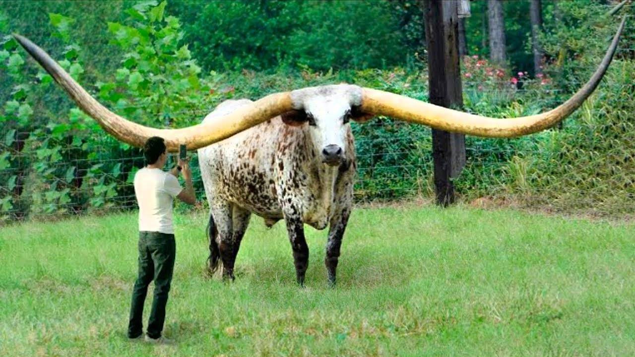 12 необычно больших животных, которые побили многие рекорды