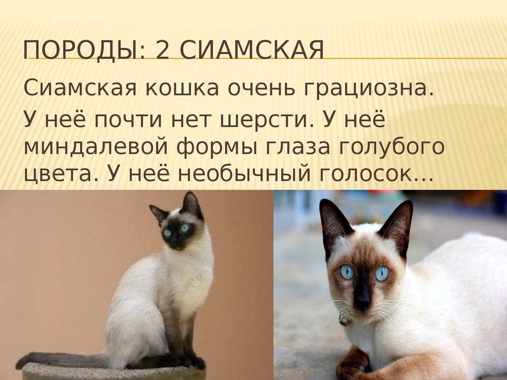 Особенности характера сиамской кошки