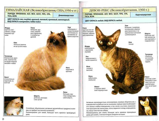Гималайская кошка — описание происхождения, характер, уход и содержание гималайских кошек (85 фото)