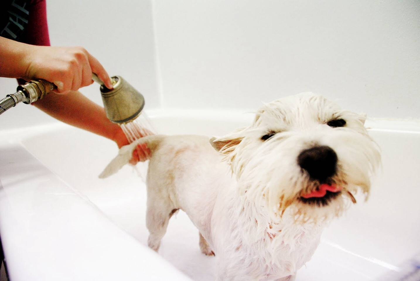 Как избавиться от запаха собаки: советы и рекомендации по уборке