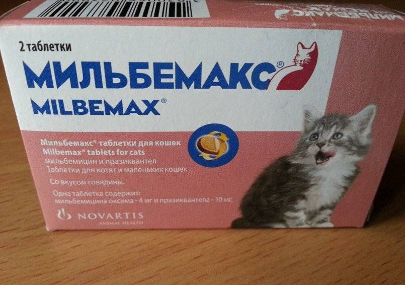 Обзор лучших глистогонных препаратов для кошек