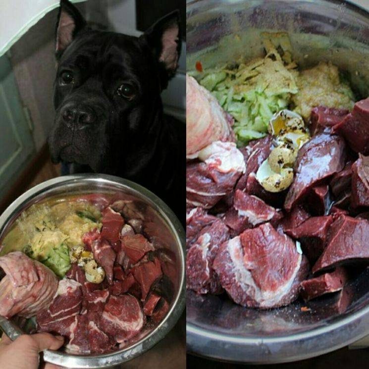 Какое мясо давать собаке? 3 вида мяса, которые собака может есть
