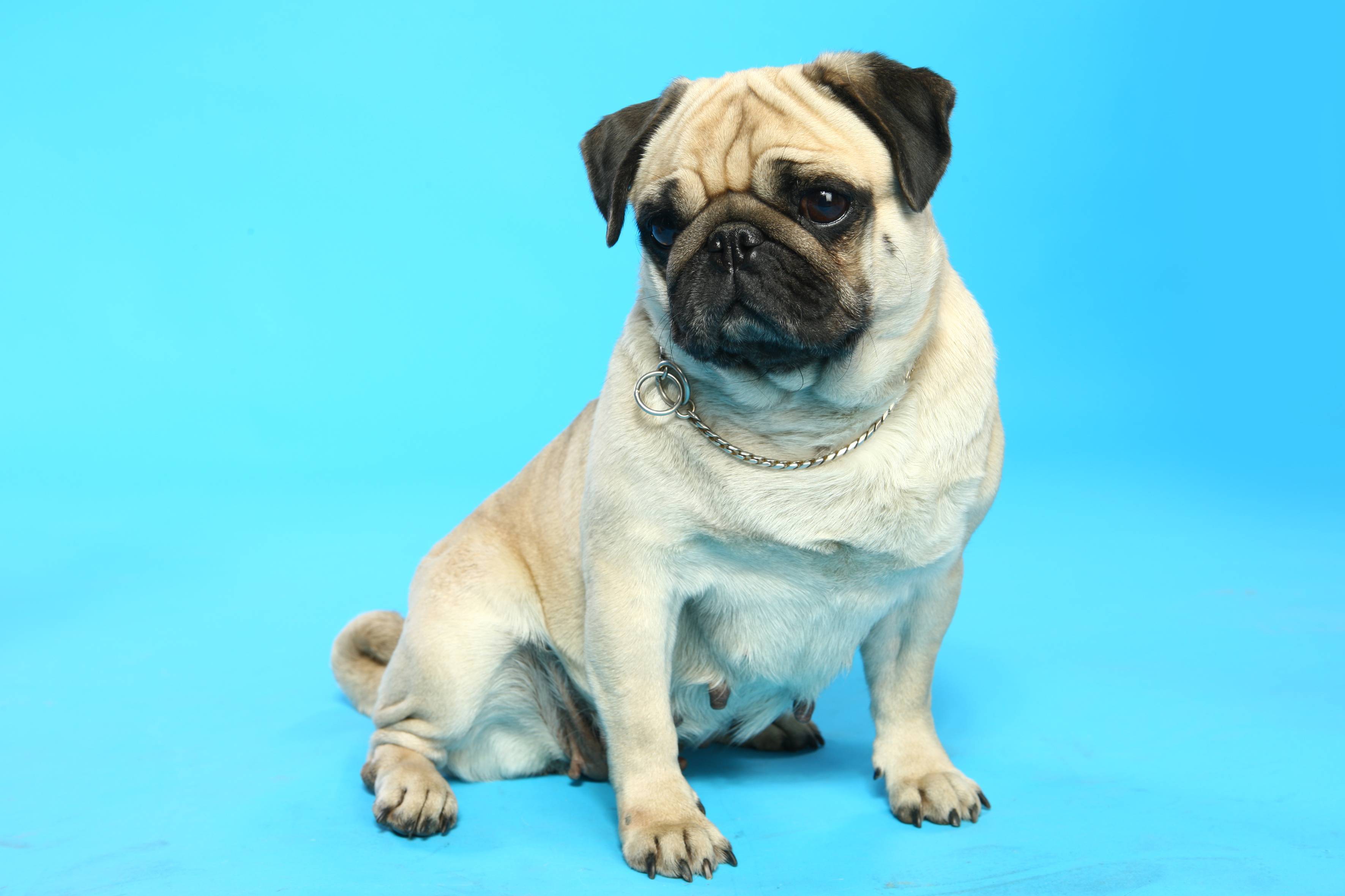 Карликовый (мини) мопс — фото, описание породы, характер, правила содержания и ухода за собакой