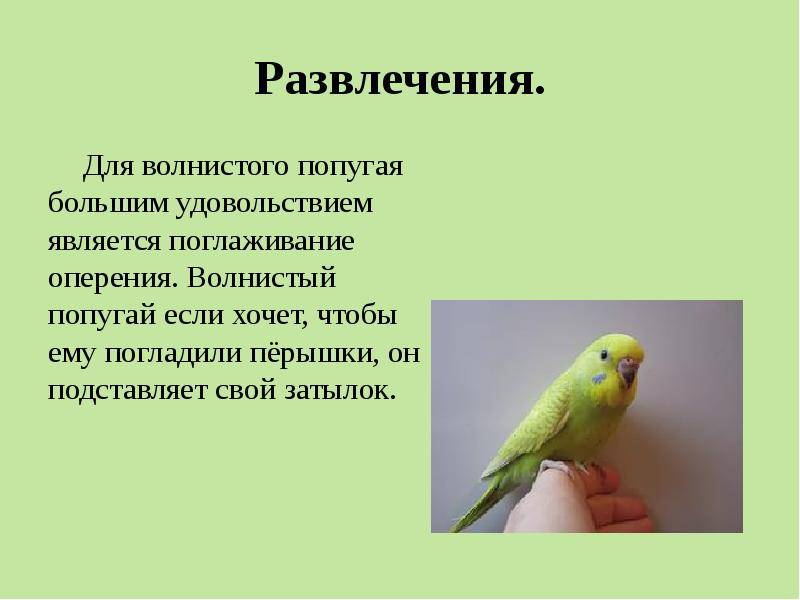 Самые интересные факты о волнистых попугаях
