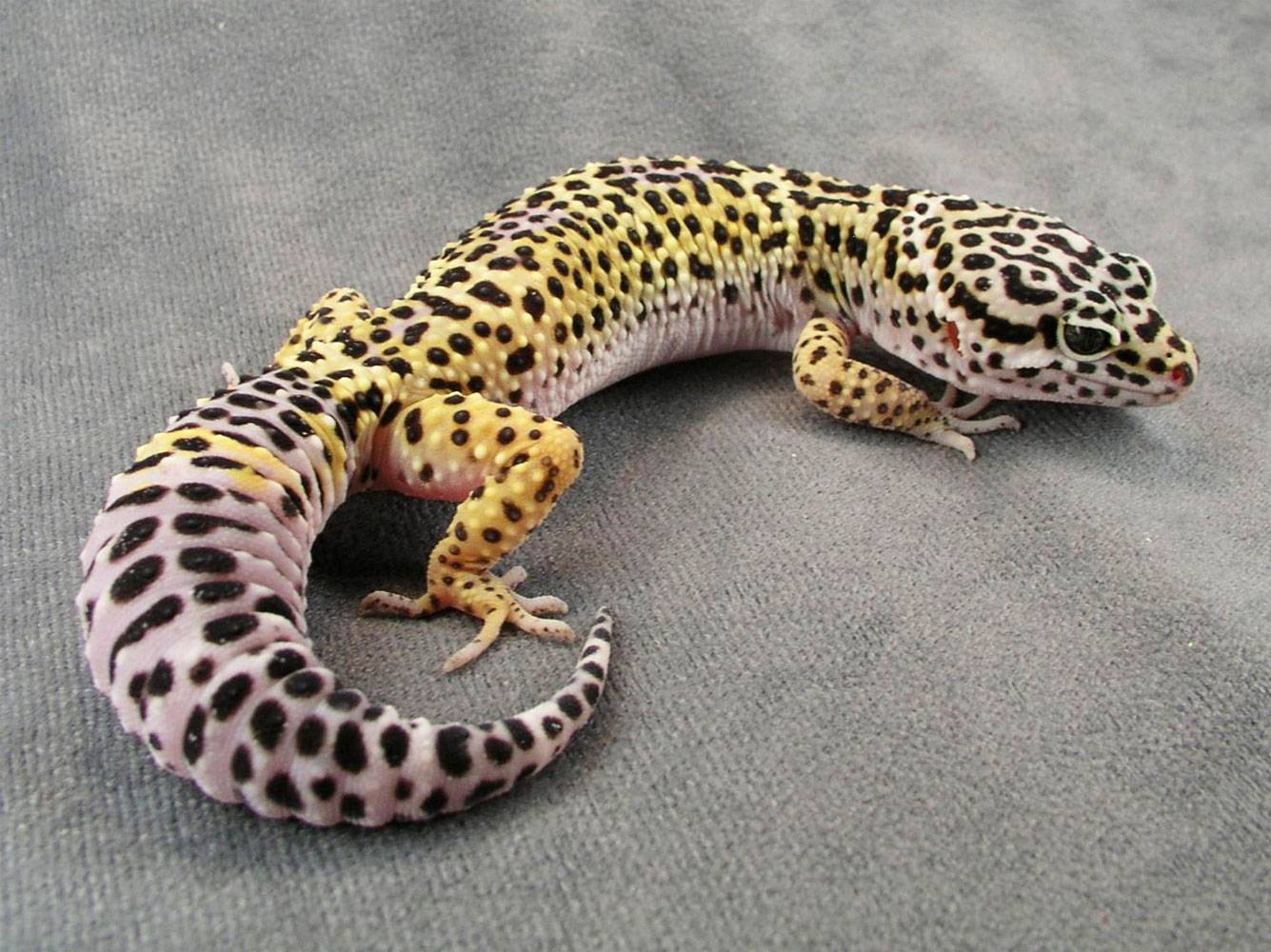 Пятнистый эублефар (леопардовый геккон) в домашних условиях