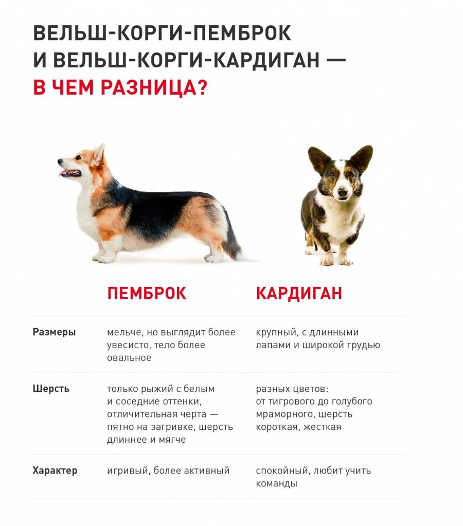 Содержание собаки вельш корги пемброк: описание породы, правила ухода, фото
