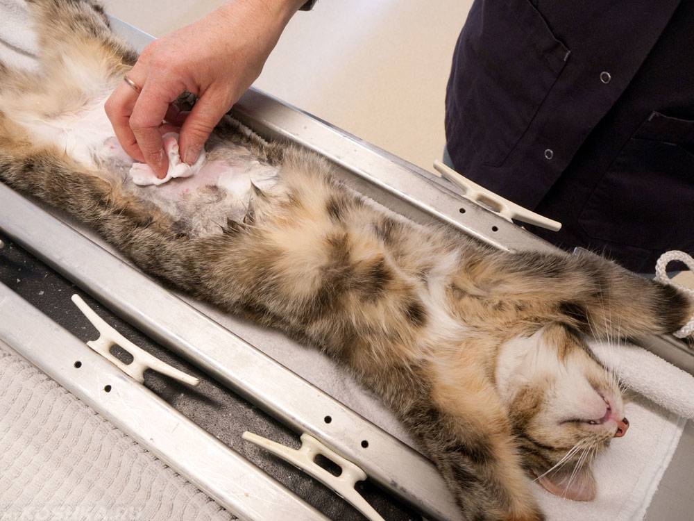В подмосковье впервые проходит масштабная бесплатная стерилизация безнадзорных кошек