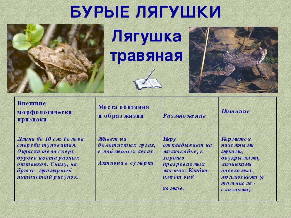 Озерная лягушка: фото, характеристика :: syl.ru