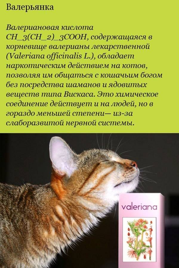 Валерьянка для кошек: как действует валериана в разных формах на животное, можно ли им ее давать?