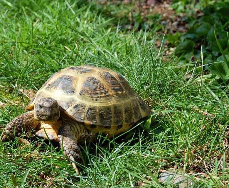 Среднеазиатская черепаха – фото, описание, содержание, питание, отзывы
