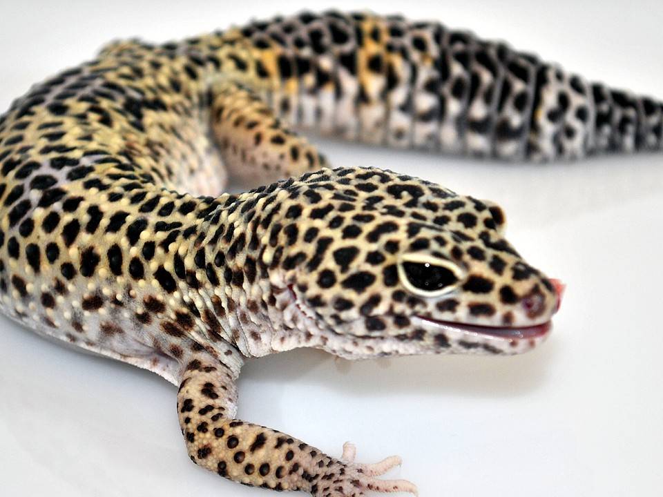 Эублефар-леопардовый геккон | derenu.ru