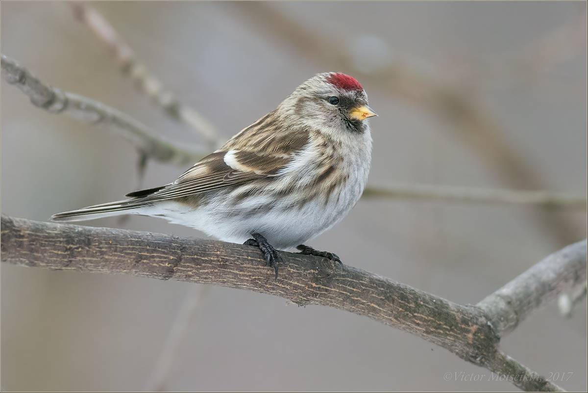 Зяблик (50 фото): описание птицы, среда обитания и чем питается