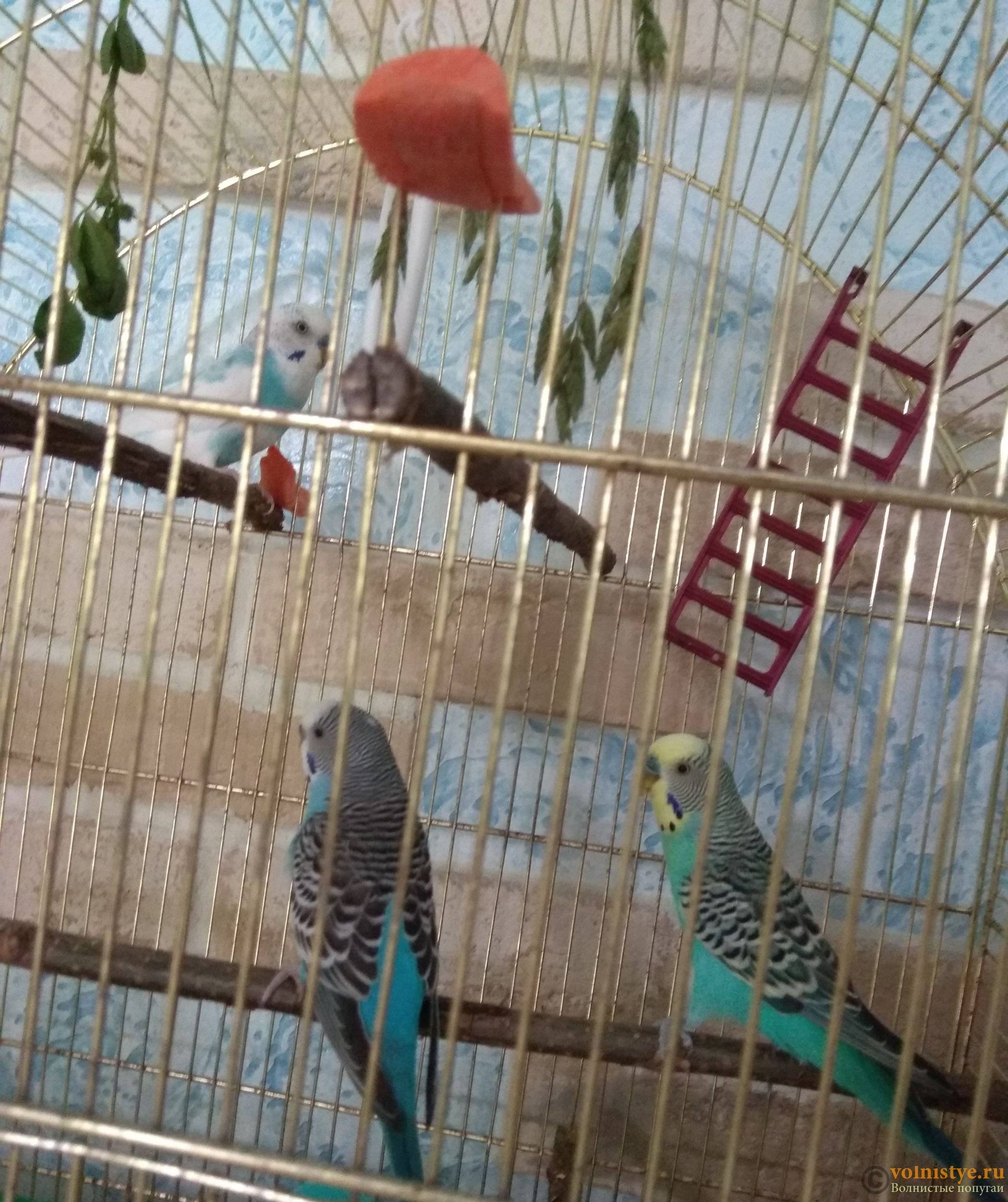 Как помочь волнистому попугаю адаптироваться в новом доме? - ростки жизни