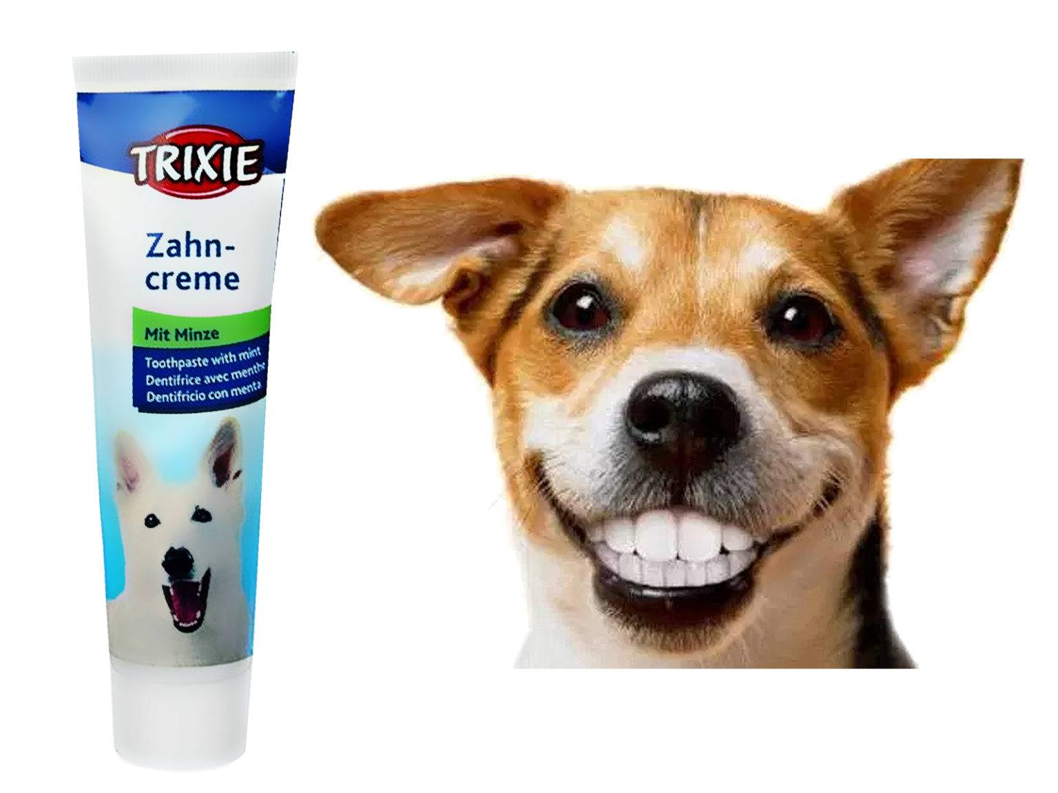 Зубной камень у собак: причины, лечение и профилактика