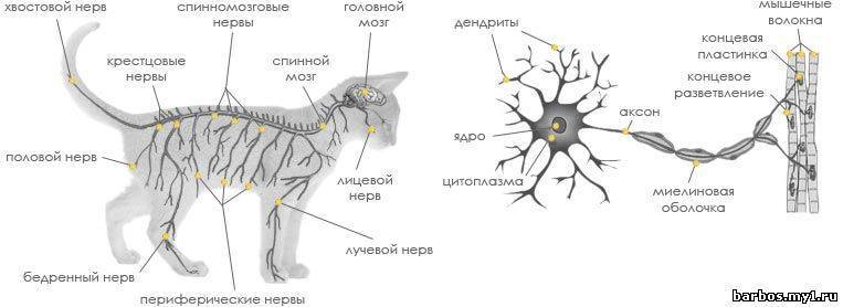 Зачем кошке хвост, для чего он нужен и каково его строение, может ли она без него обходиться?