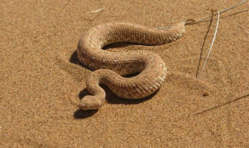 Топ-10 самых маленьких змей в мире