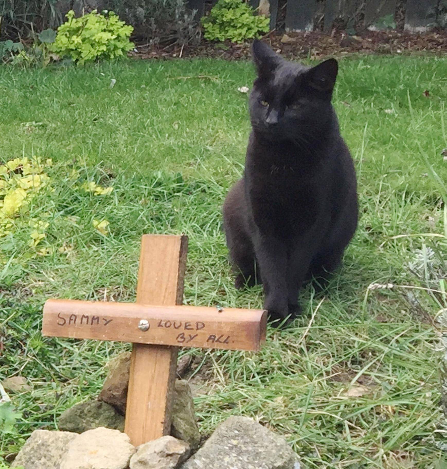 Кот умер дома от старости или болезни: что делать, как его правильно похоронить?