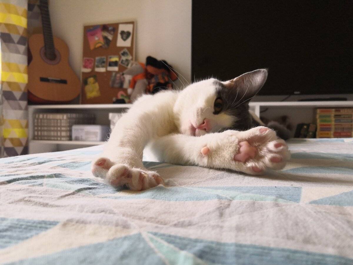 ᐉ почему кошка постоянно спит? - ➡ motildazoo.ru