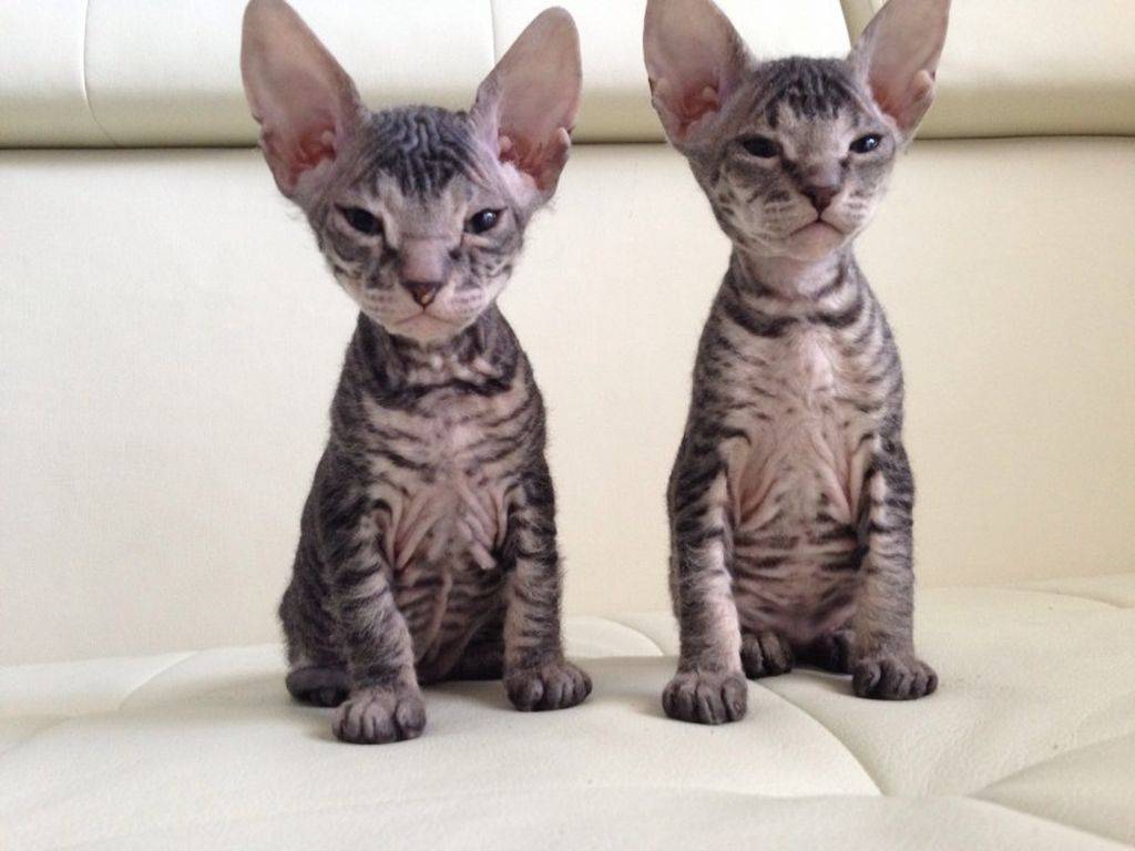 Котята Сфинкс Велюр Фото