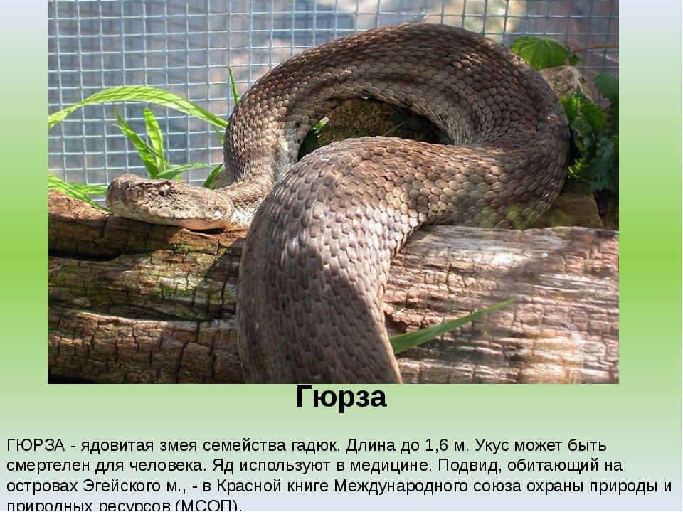 Укусы ядовитых змей, виды отравления змеиным ядом. что делать если укусила змея, первая помощь. :: polismed.com
